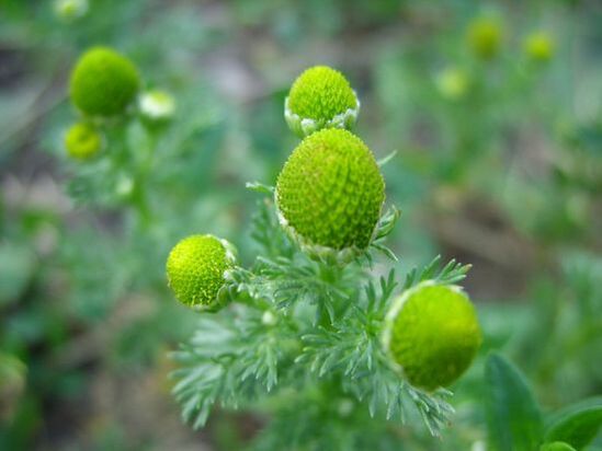 kamilice za zdravljenje artroze kolena